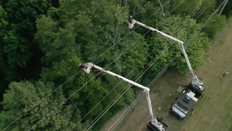 Best Tree Cabling and Bracing  in West Jefferson, OH